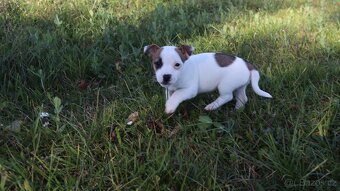 Jack Russell teriér - 4