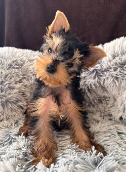 Jorkšírský teriér s PP - 4