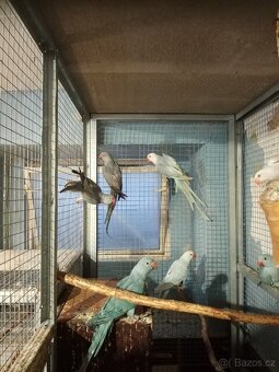 Alexandr malý - 11ks - 4