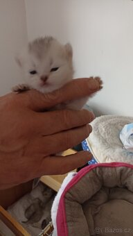 Britská koťátka  s PP - 4