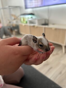 Osmak degu - 4
