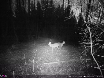 Prodám kvalitní fotopast OXE Panther 4G - 4