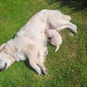 Zlatý retrívr s PP / Golden retriever - 4