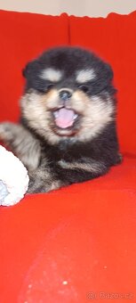 Pomeranian - 4