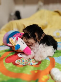 Jorkšírský teriér s PP biewer - 4