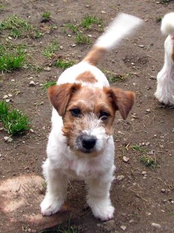 Jack Russell teriér – 4,5měsíční pejsek s PP k odběru - 4