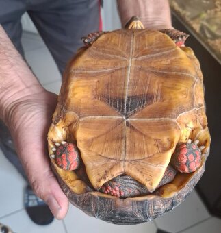 Želva uhlířská - 4