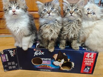 Koťata britská dlouhosrstá - 4