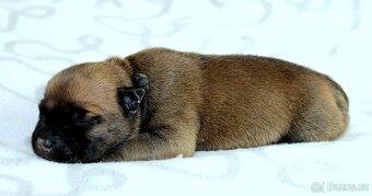 Stafordšírský bulteriér - pes s PP - 4