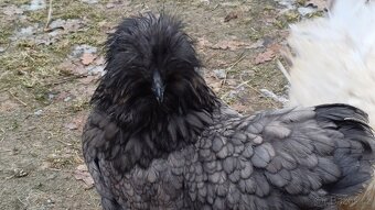 Hedvábnička slepička - 4