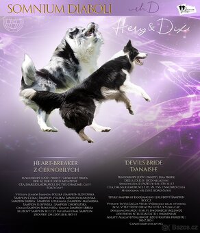 Border kolie s PP štěňátka - 4