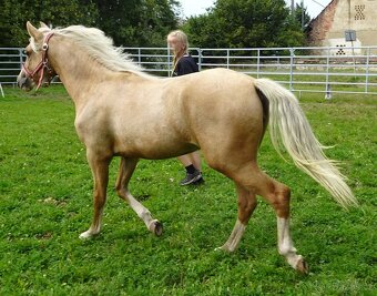 Prodám klisnu welsh pony, sekce B. - 4