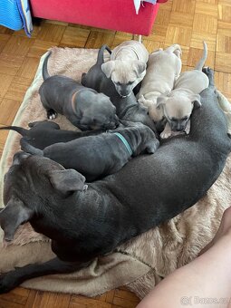 Americký stafordšírský teriér - 4