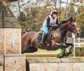 Plemenný hřebec - 4