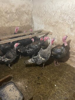 Krůty bronzové - 4