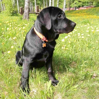 Štěně labradorského retrívra - 4