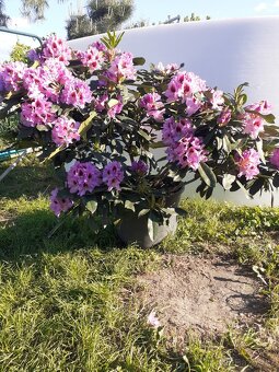 Rododendron - 4
