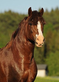 Připouštění Welsh Cob - 4