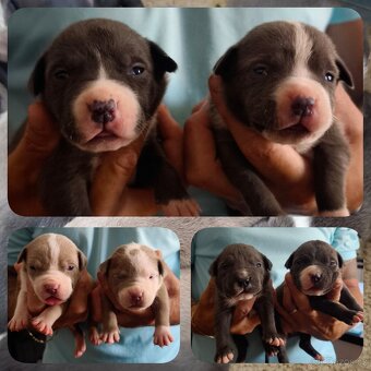 American Bully XL originální původní krev rodokmen ABKC USA - 4