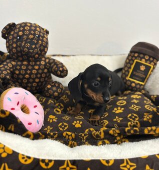 Jezevčík trpasličí - 4