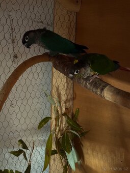 Prodám chovný pár pyrur - 4