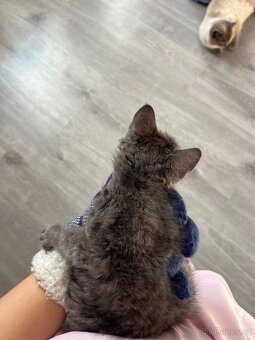 Koťátka- kříženci - 4