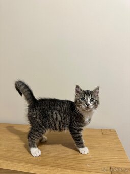 Daruji koťátka - kocourci - 4