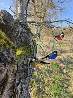 Sluneční Ptáček - 4