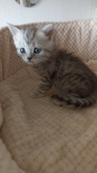 Britský whiskas kocourek s PP - 4