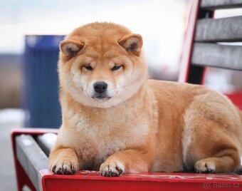Shiba Inu - 4