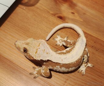 Pagekoni řasnatí - 4