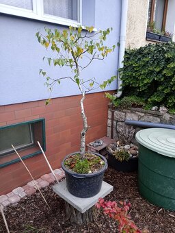 Bříza bělokorá (Betula pendula) bonsai - 4