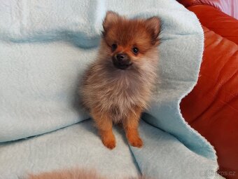Špic, nemecký špic , oranžový špic, pomeranian - 4