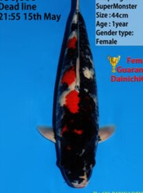 Koi kapr originál Japonsko - 4