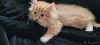 Sibirsky kocourek s PP - 4