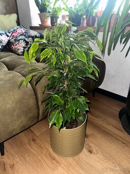 Ficus benjamina fíkovník drobnolistý panašovaný - 4