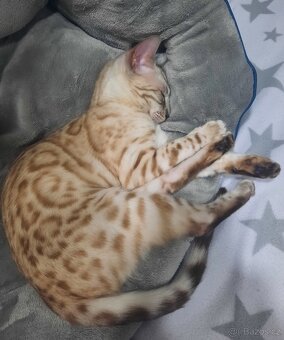 Bengálská kočka s PP - 4