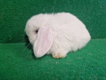 Zakrslý beránek s rodokmenem - 4