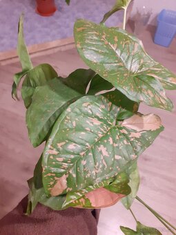 Syngonium - 4