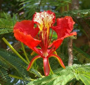 OHŇOVÝ stromek "DELONIX REGIA" - 4