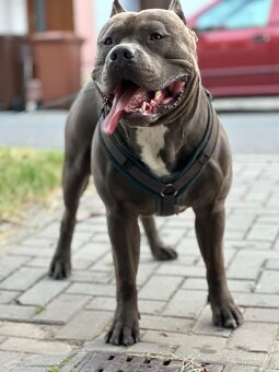 American Bully XL - ke krytí - 4