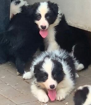 Border kolie - 4