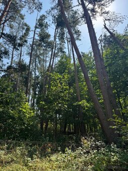 Prodej lesních pozemků v k.ú. Volenice - 4