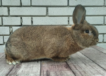 Vídeňský šedý - 4