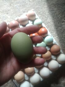 Kuřata na barevná vejce nebo NV - 4