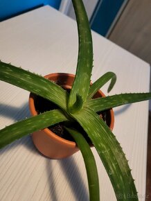 Aloe Vera - 4