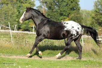 Appaloosa přiouštění klisen - 4