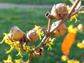 Vilín viržínský - Hamamelis virginiana 20 semen 50 Kč - 4