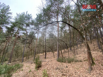 Prodej lesa, 2768 m², Miloňovice - 4