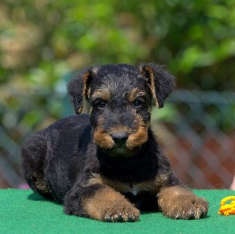 Erdelteriér- Airedale terrier, štěně fenka - 4